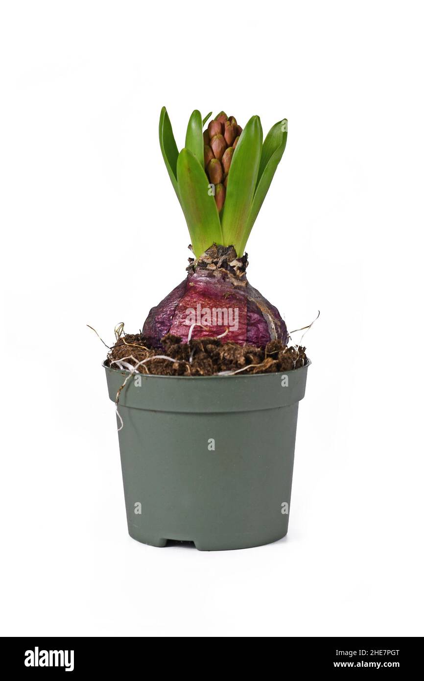 Giacinto pianta 'Hyacinthus Scarlet Pearl' non ancora in fiore in vaso di fiori su sfondo bianco Foto Stock