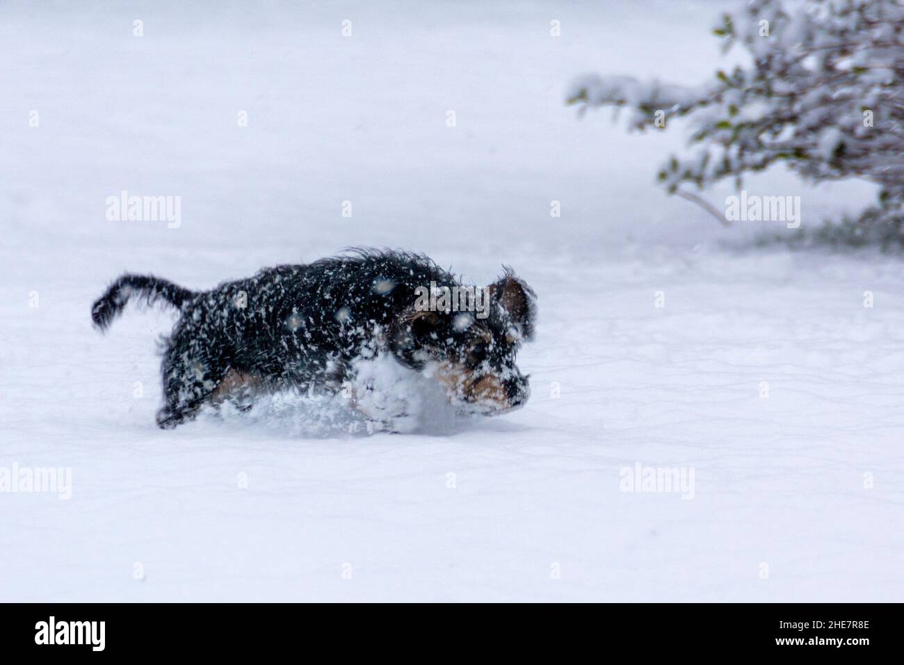Mini filo pelato dachshund teckel cucciolo (5 mesi) che corre attraverso la neve in una giornata invernale Foto Stock