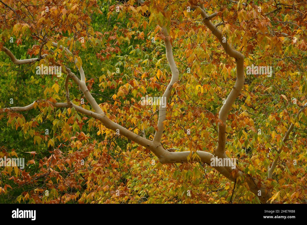Arizona Sycamore albero in autunno colore; Chiricahua Montagne, Coronado National Forest, Arizona. Foto Stock