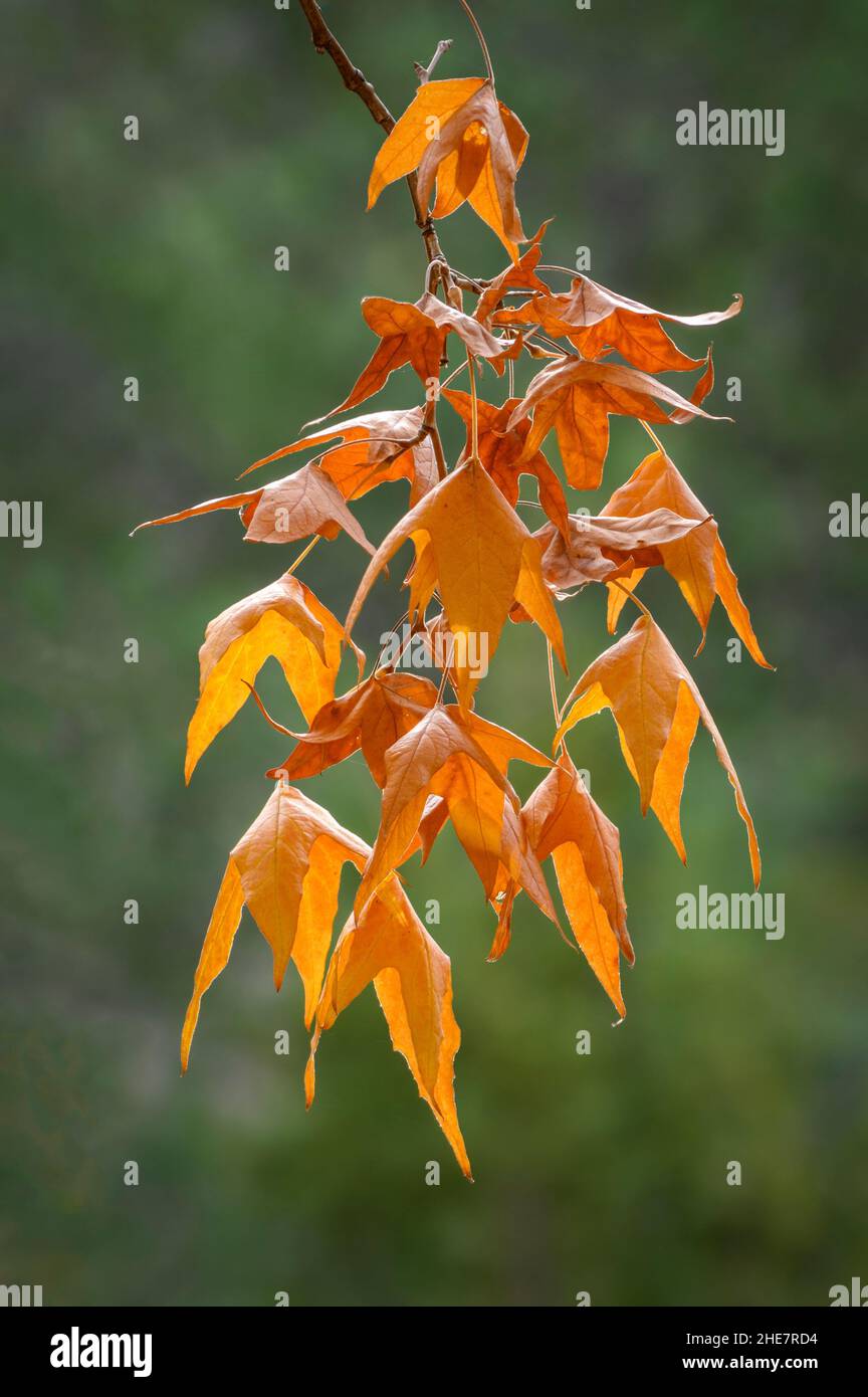 Arizona foglie di albero Sycamore in autunno colore; Chiricahua Montagne, Coronado National Forest, Arizona. Foto Stock