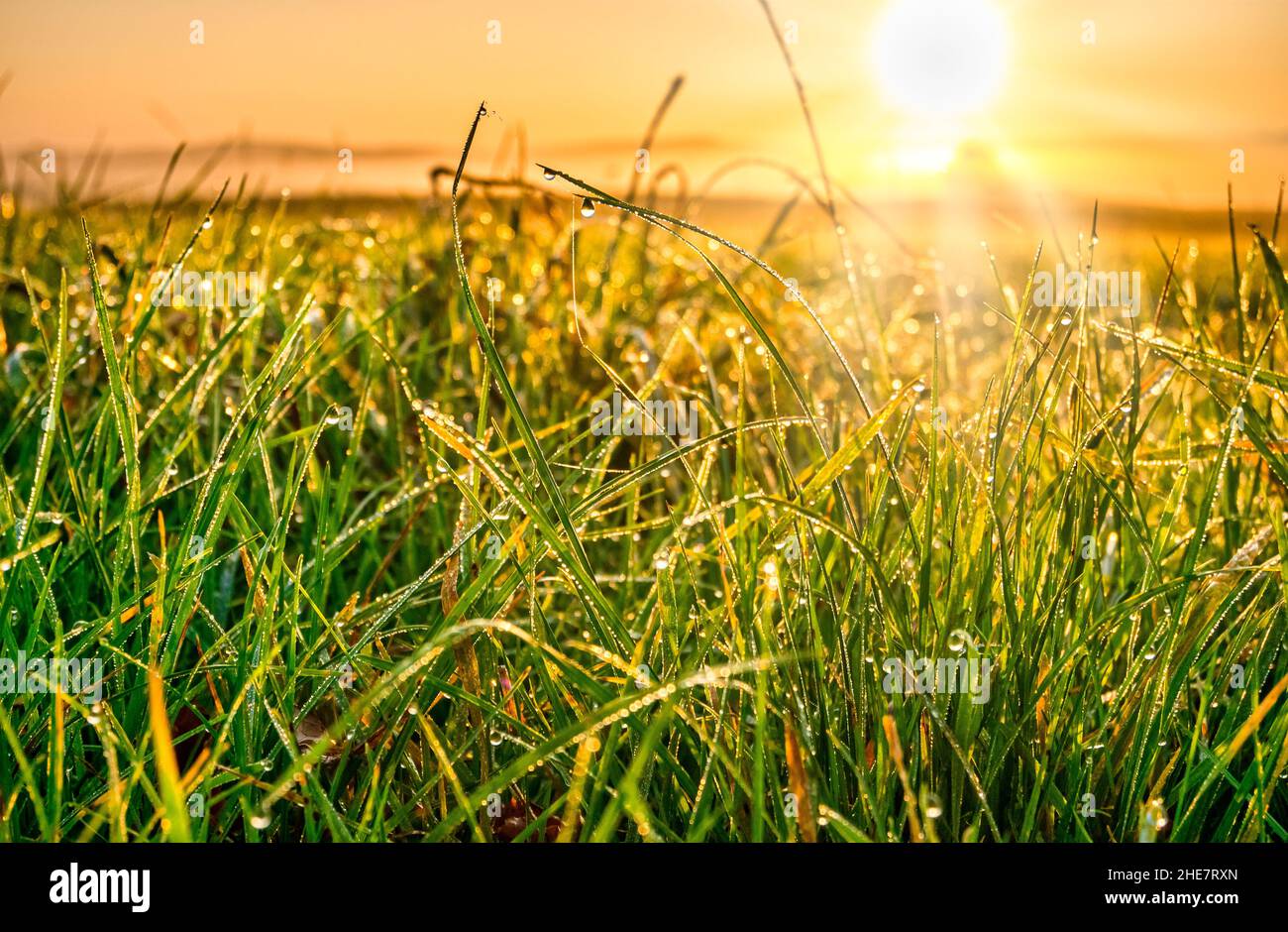 Erba con gocce di rugiada in alba, Baviera, Germania Foto Stock