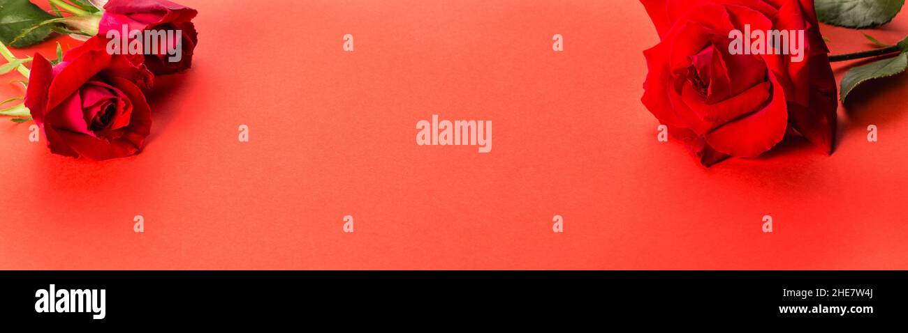 Il concetto Love and Valentine's Day è realizzato con rosa rossa su sfondo rosso. Vista dall'alto con spazio di copia Foto Stock