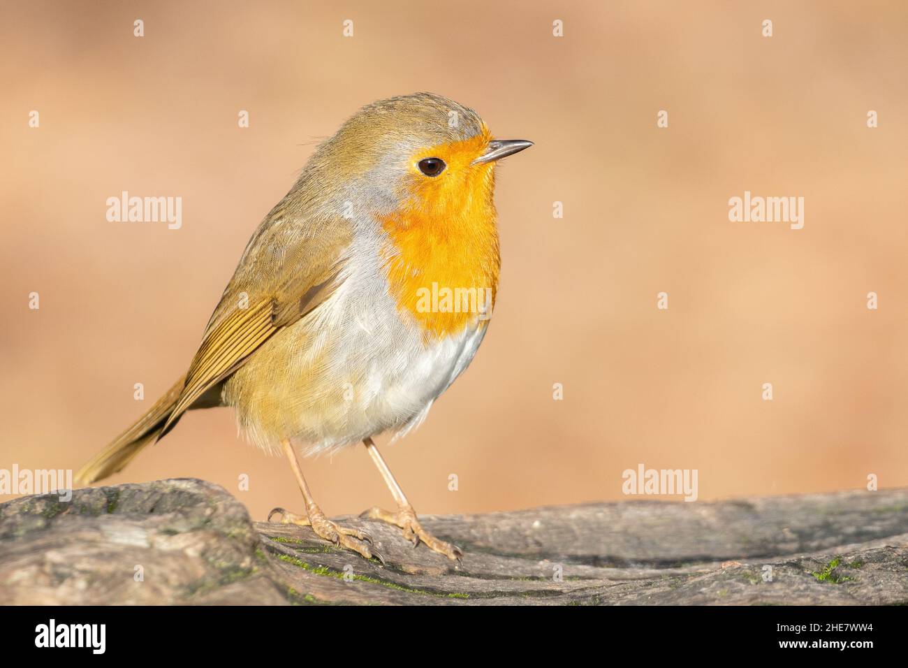 Robin sul Southampton Common Foto Stock