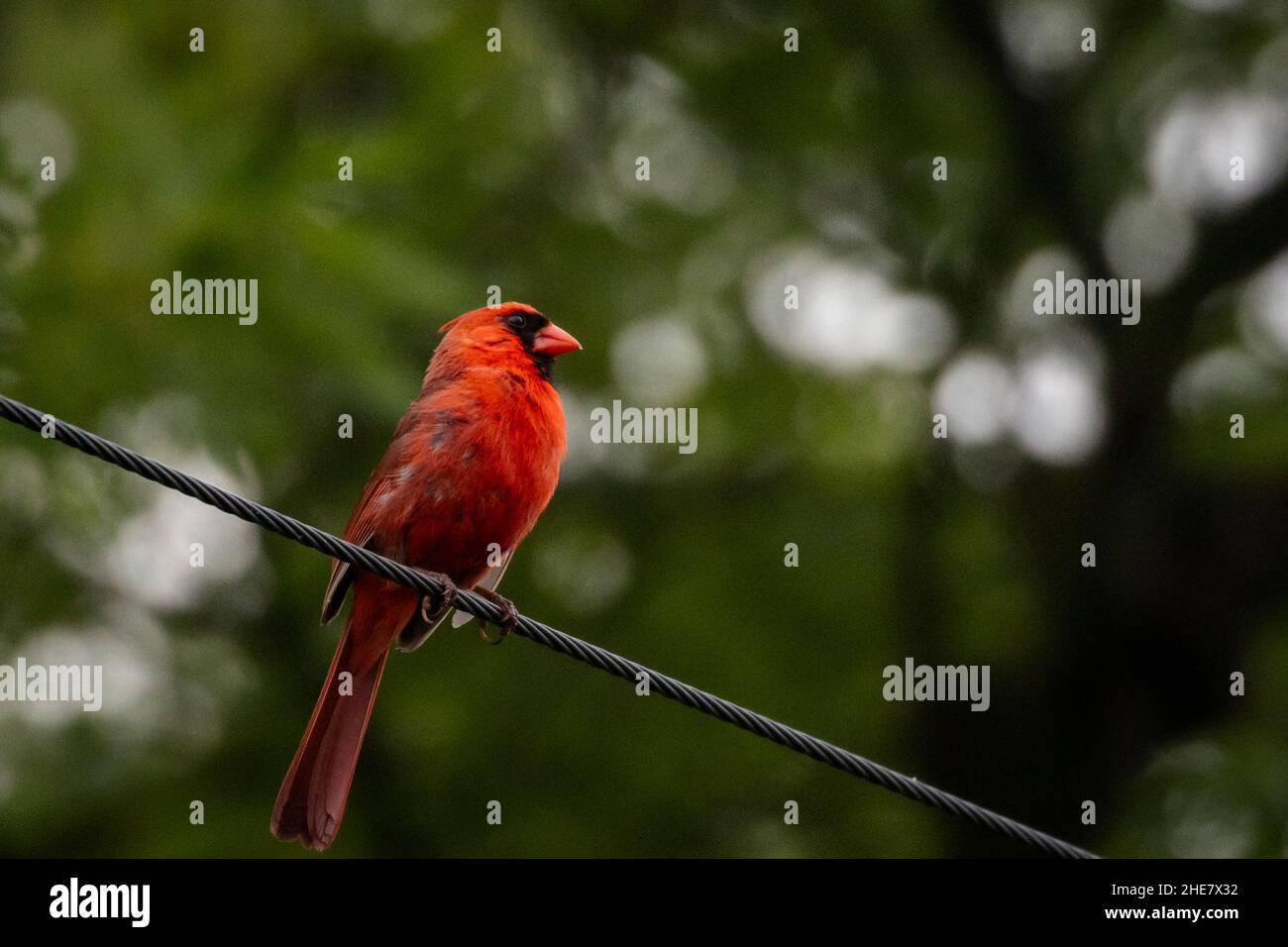 Un uccello cardinale arroccato su un ramo d'albero Foto Stock