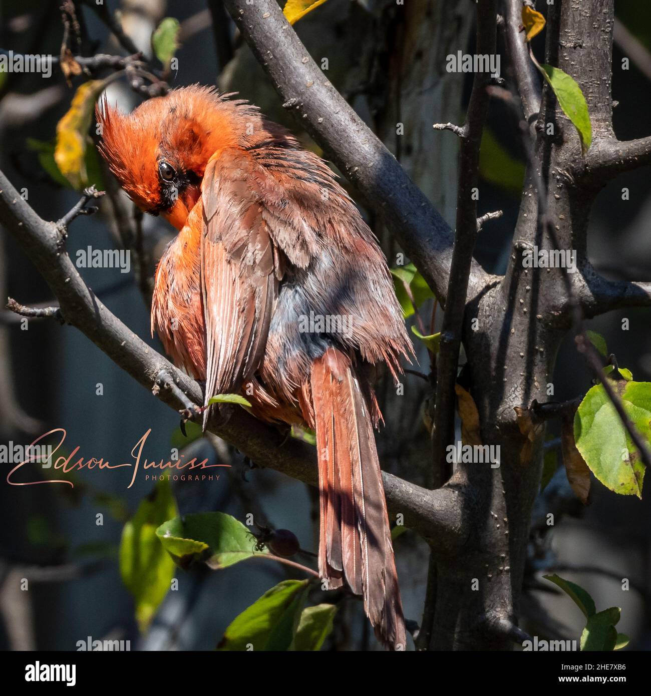 Un uccello cardinale arroccato su un ramo d'albero Foto Stock