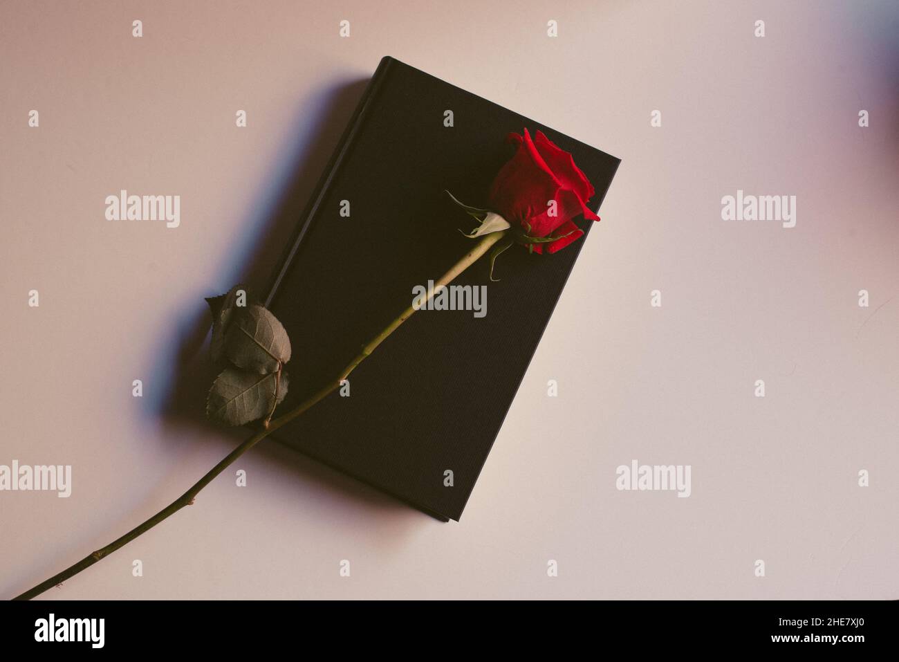 Prenota e rosa. Giorno di San Giorgio. Sant Jordi giorno. Tradizione catalana. Foto Stock