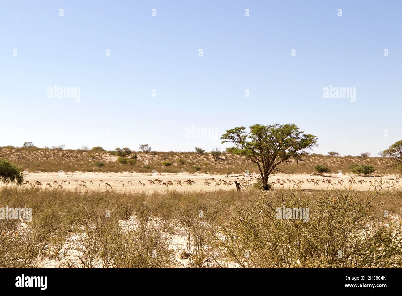 Tumuli di termite nel Kgalagadi Foto Stock