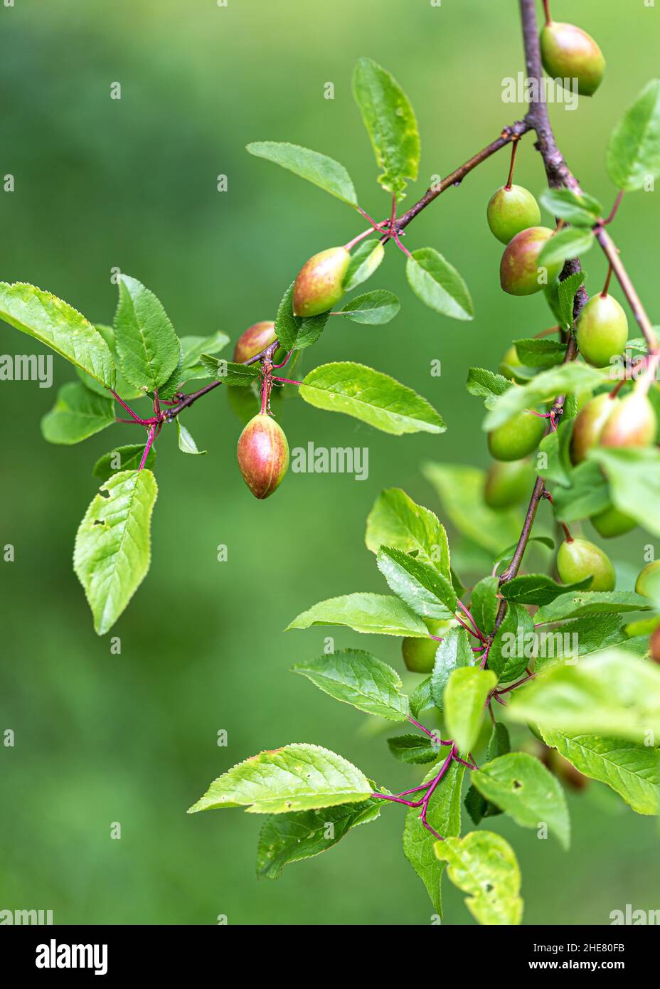 Frutto non maturo di Prunus americana, comunemente chiamato prugna americana o prugna selvaggia in branca Foto Stock