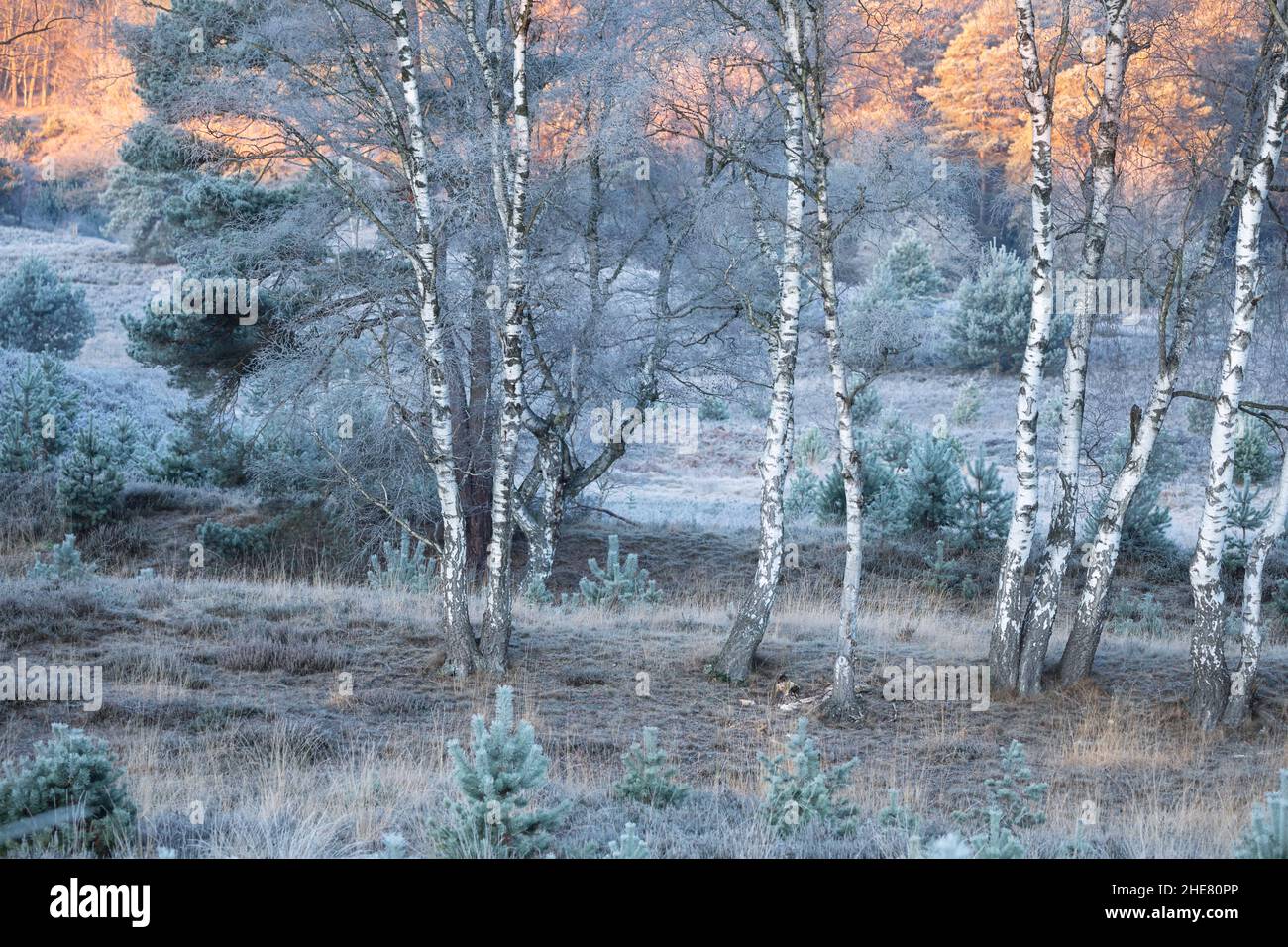 Alba rossa su foresta di betulla ghiacciata, Paesi Bassi Foto Stock