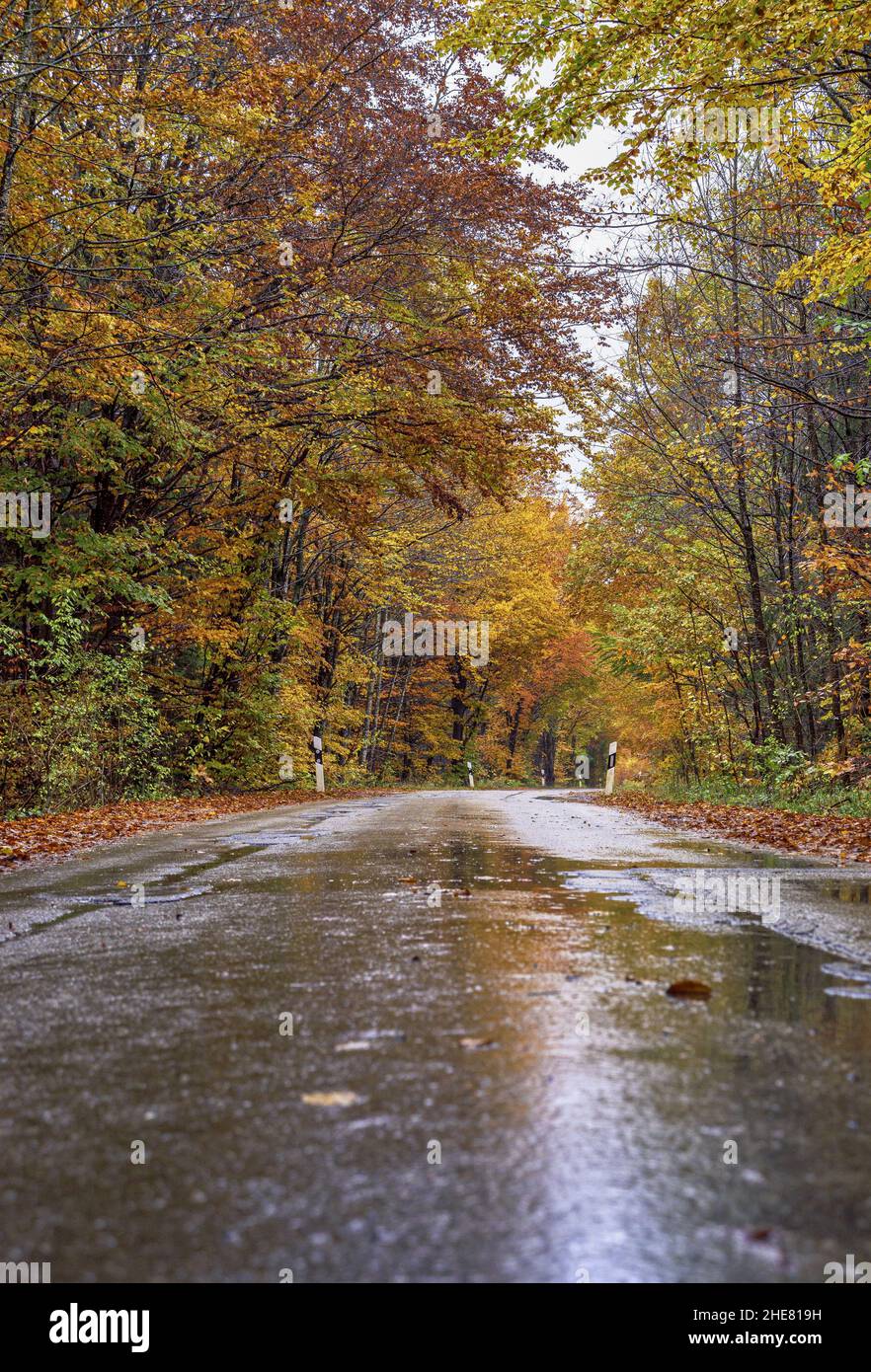 Strada di campagna sotto la pioggia, Autunno, Baviera, Germania Foto Stock
