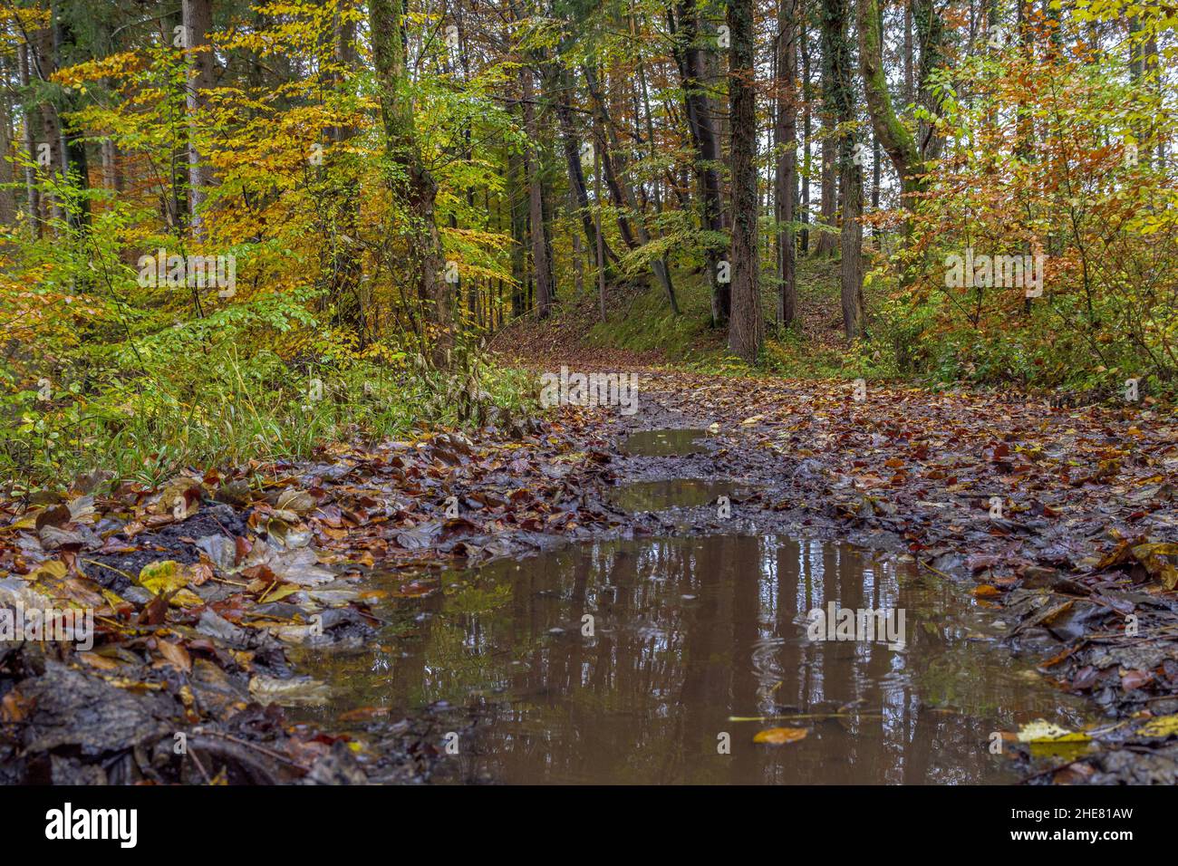 Sentiero escursionistico bagnato attraverso una foresta in autunno, Baviera, Germania Foto Stock