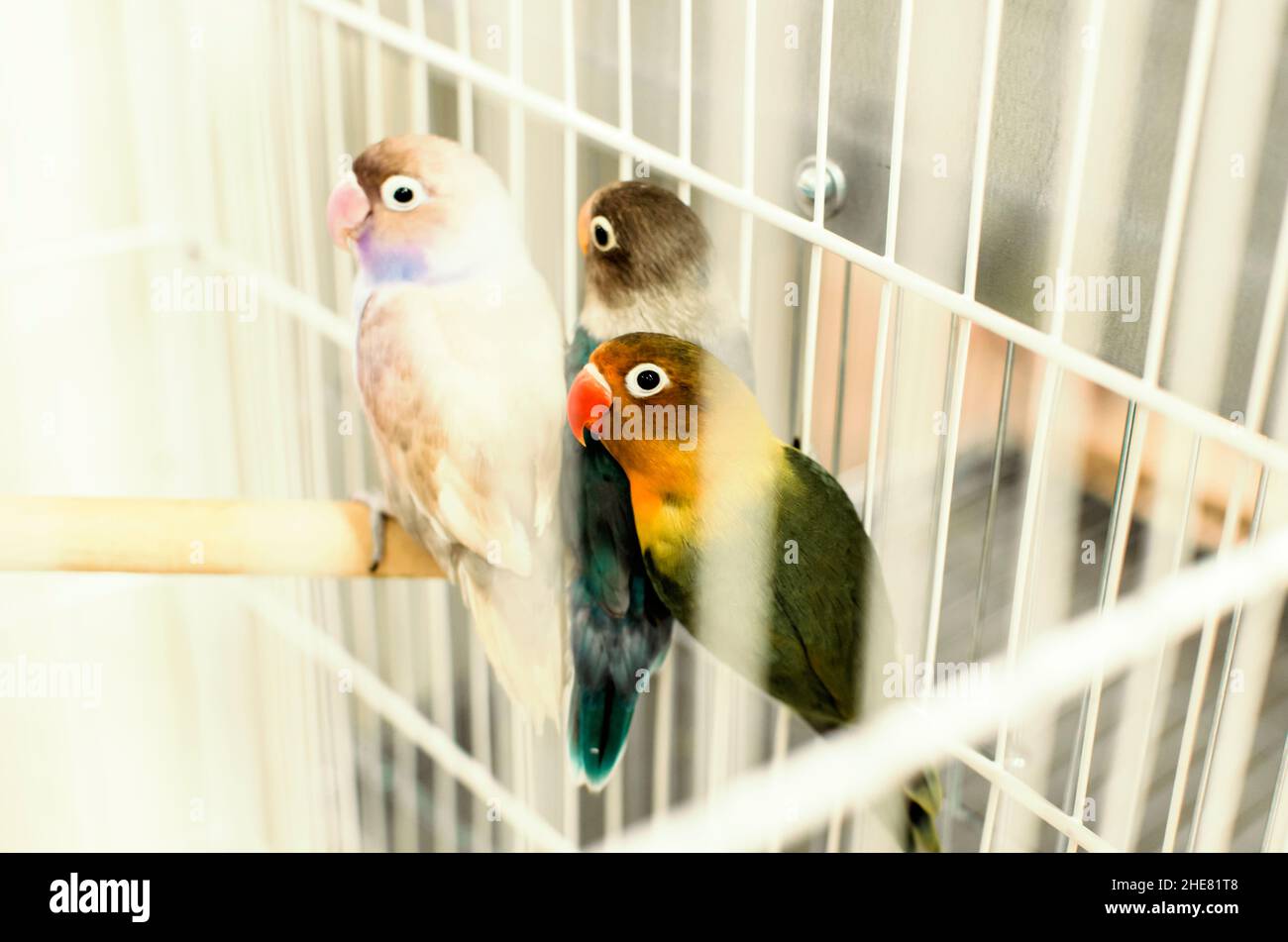 Tre uccelli colorati intrappolati in una gabbia. Salvador, Bahia, Brasile. Foto Stock