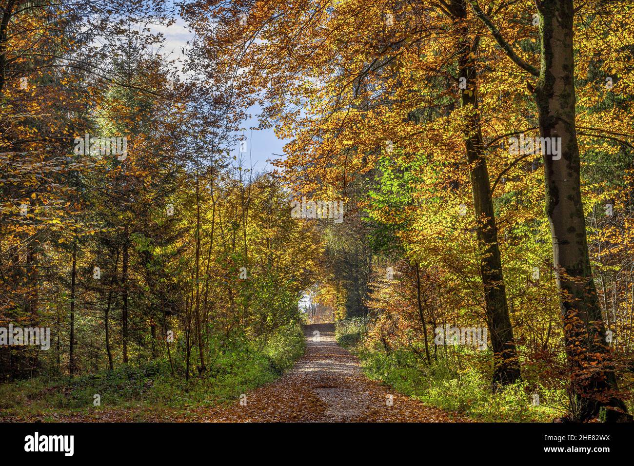 Percorso attraverso una foresta in autunno, Baviera, Germania Foto Stock