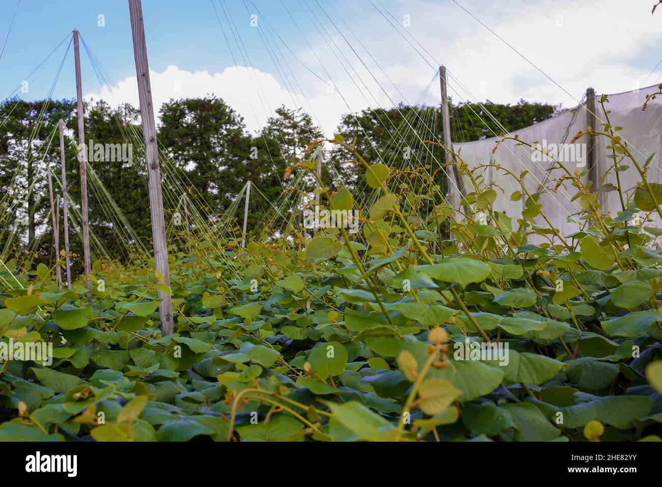 I vigneti fruttiferi della prossima stagione sono addestrati a crescere un sistema di stringing sopra il baldacchino su un frutteto commerciale di kiwi nell'Isola del Nord, New Zea Foto Stock