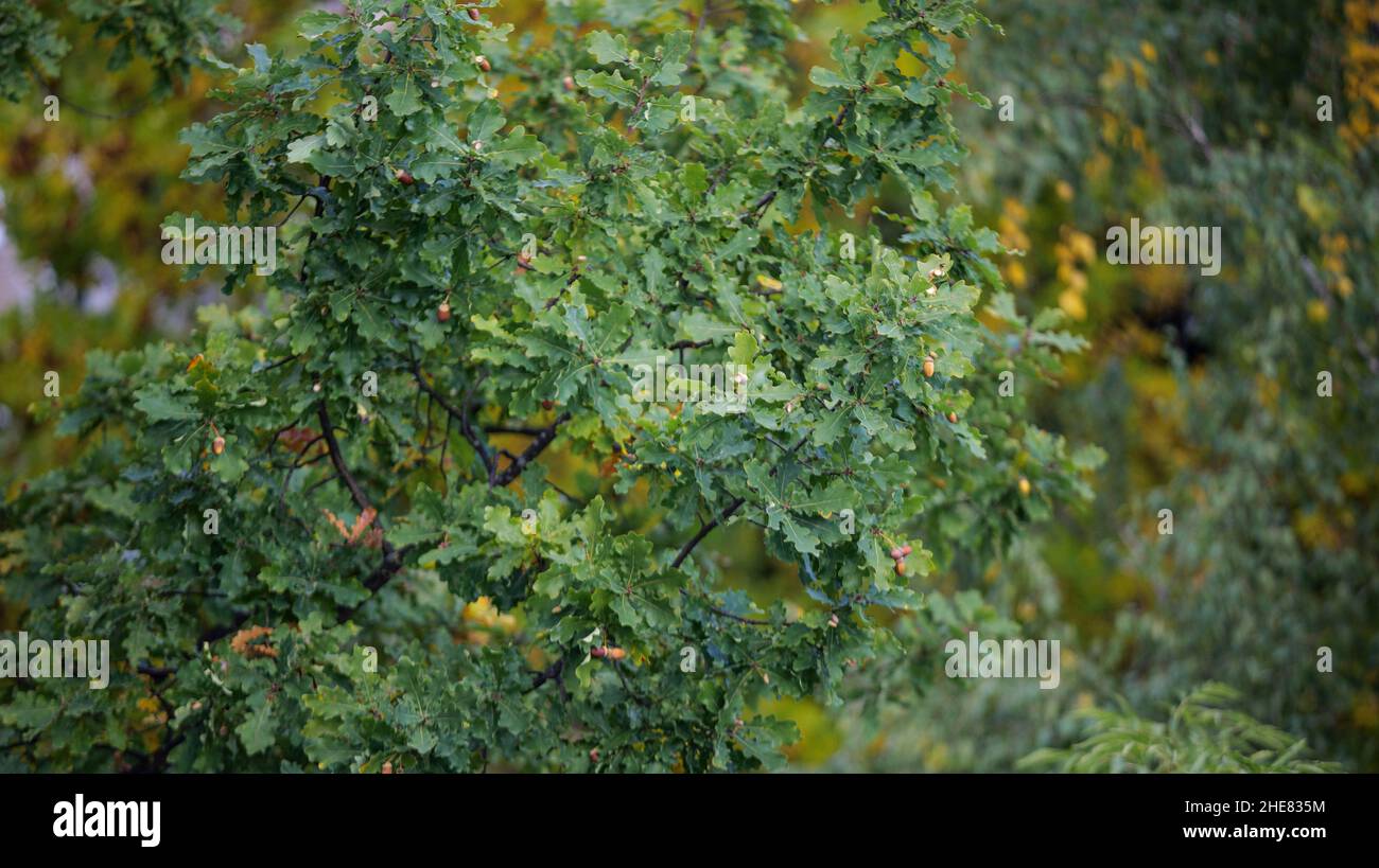 rami di quercia. foglie e ghiande su un albero di quercia all'inizio dell'autunno. Foto Stock
