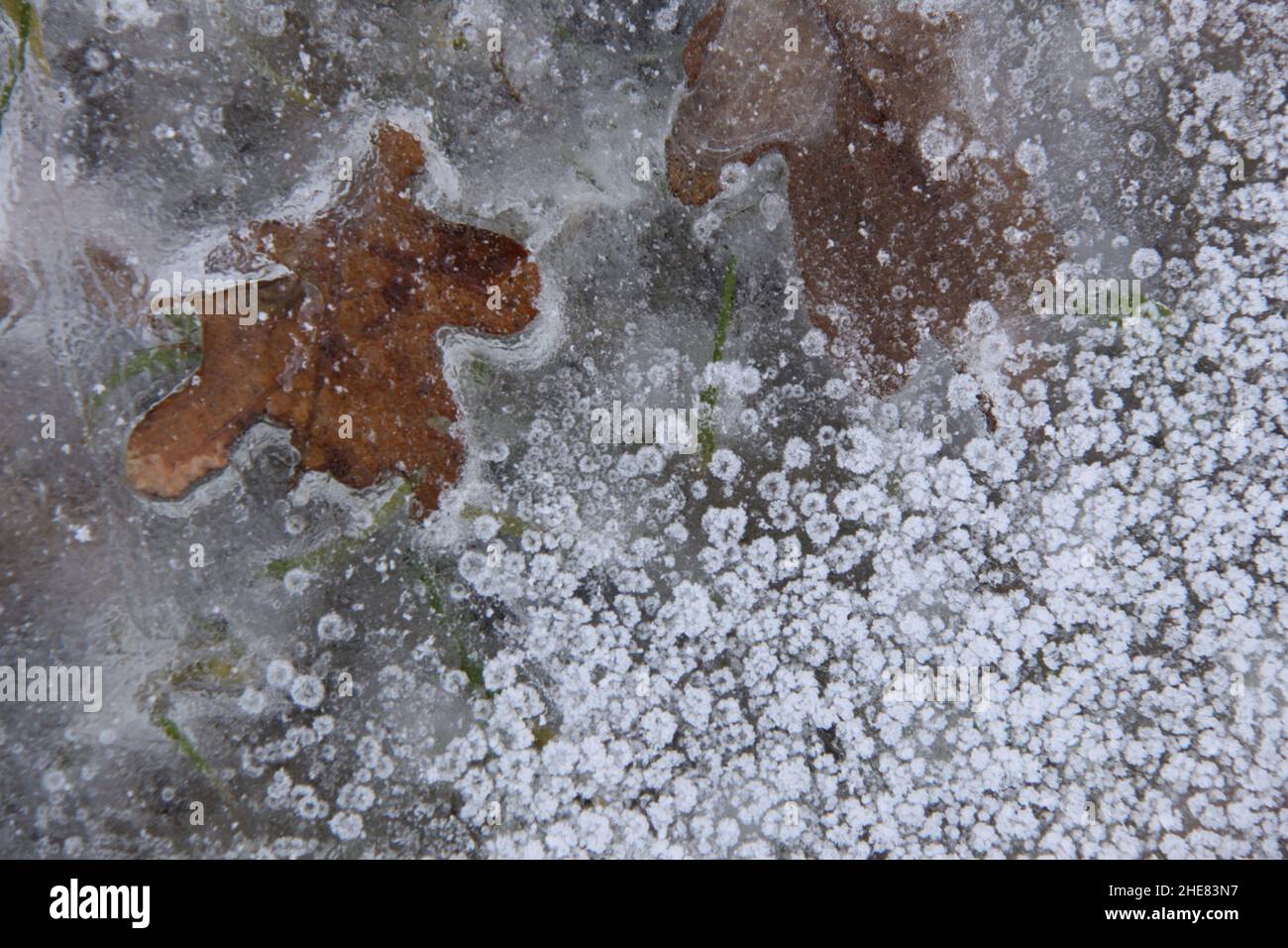 Bello ghiaccio modello su un fosso congelato con foglie d'autunno sotto. Foto Stock