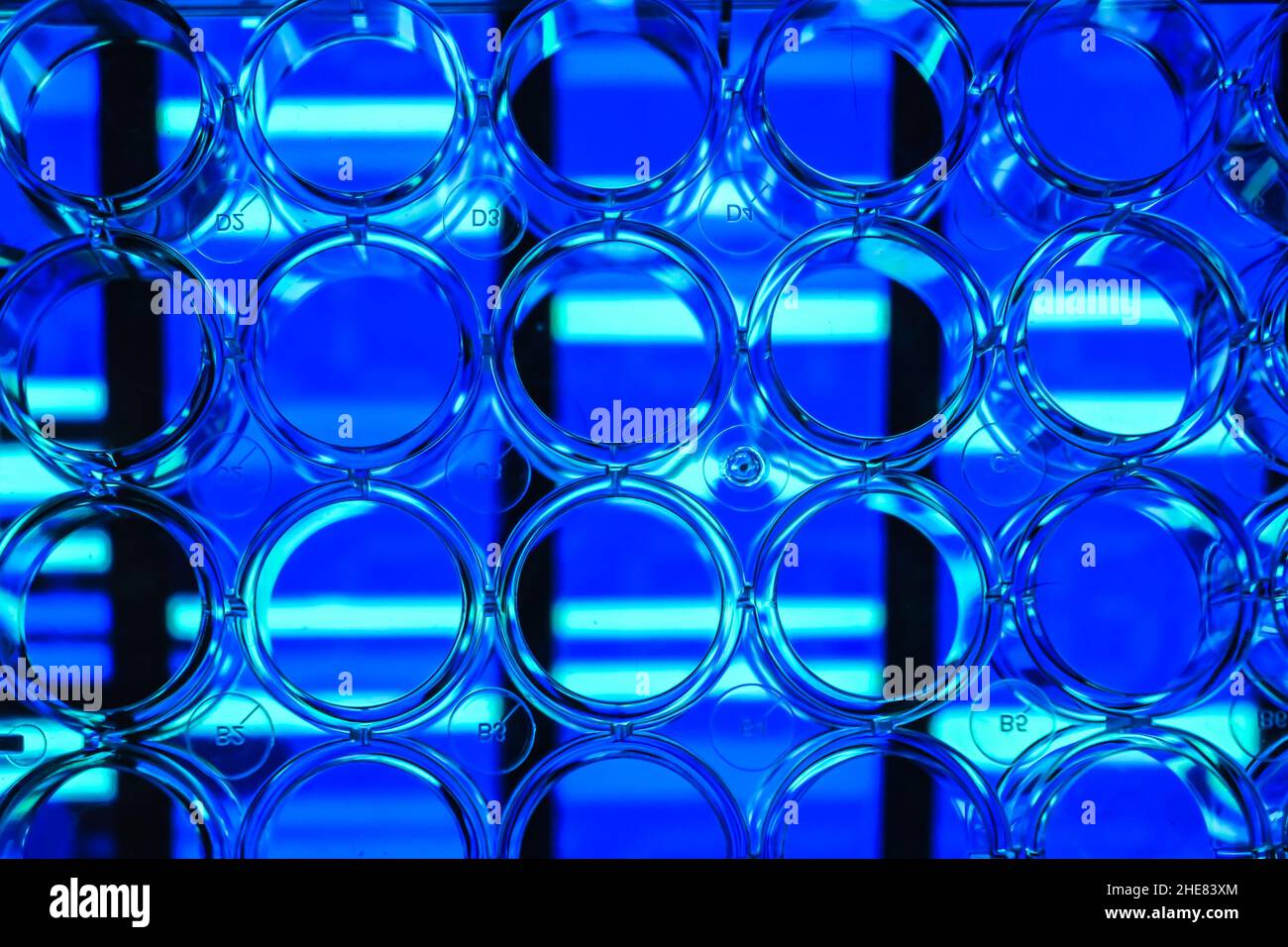 Background astratto - ricerca sul genoma. Uno sguardo attraverso una piastra a 24 pozzetti. Foto Stock