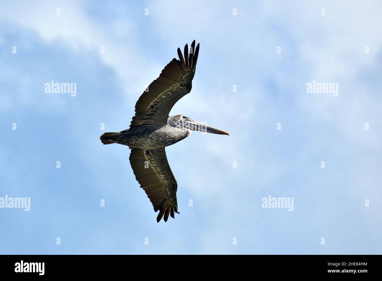 Pellicano bruno, Braunpelikan, Meerespelikan, Pelecanus occidentalis, barna gödény, Messico, Nord America Foto Stock