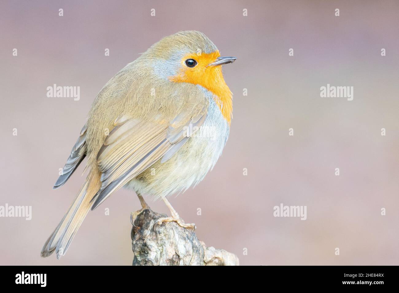 Robin sul Southampton Common Foto Stock