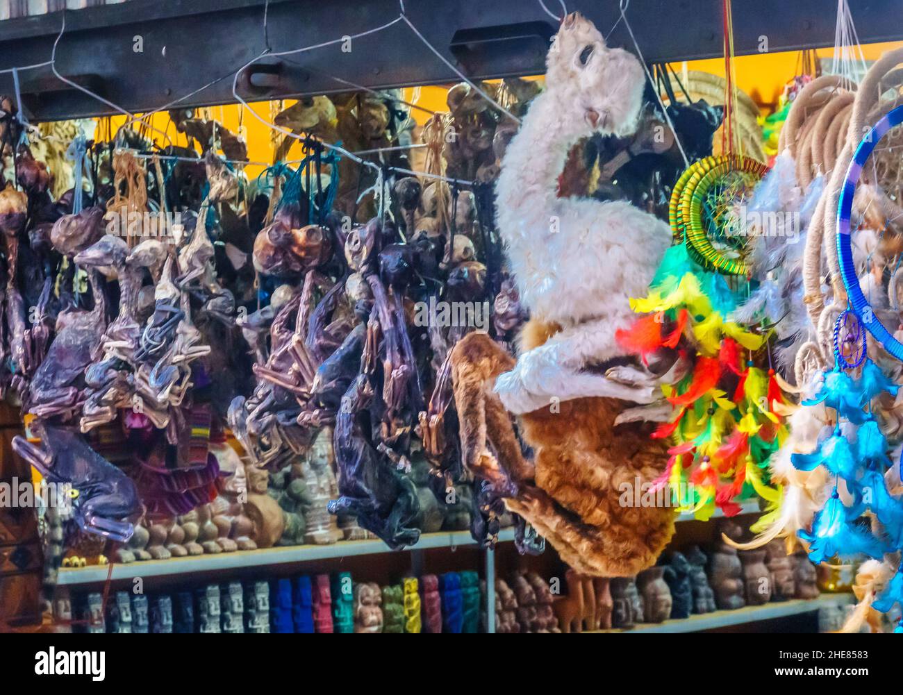 Llama fetuses al mercato di Witchdoctor a la Paz, Bolivia Foto Stock