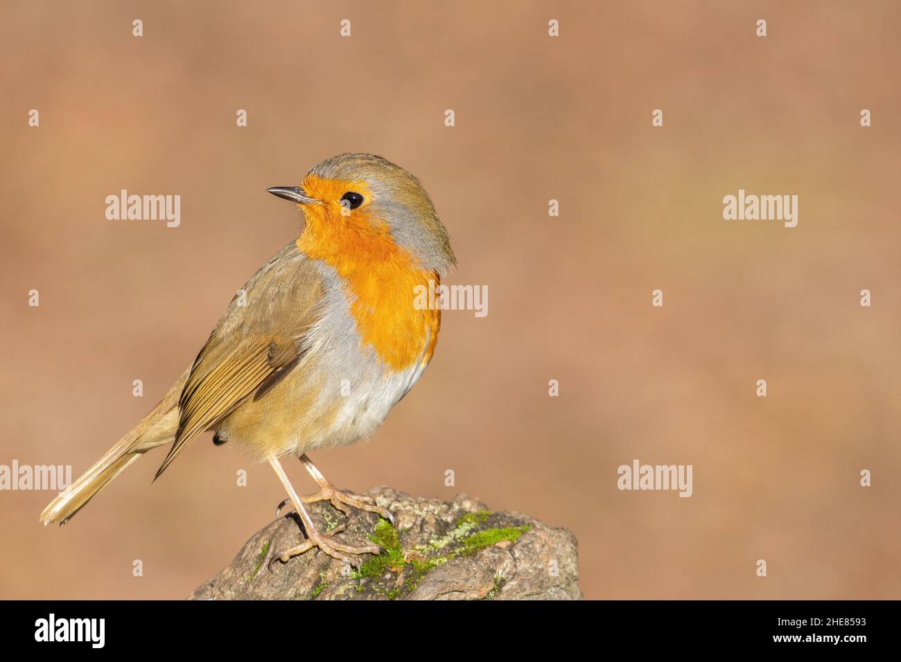 Robin sul Southampton Common Foto Stock