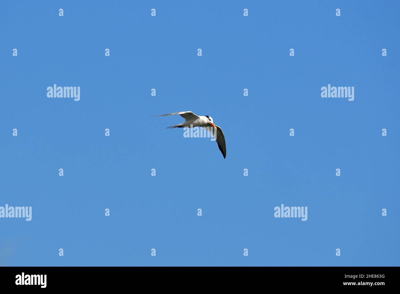 Royal tern, Königsseeschwalbe, Thalasseus maximus, királycsér, Messico, Nord America Foto Stock