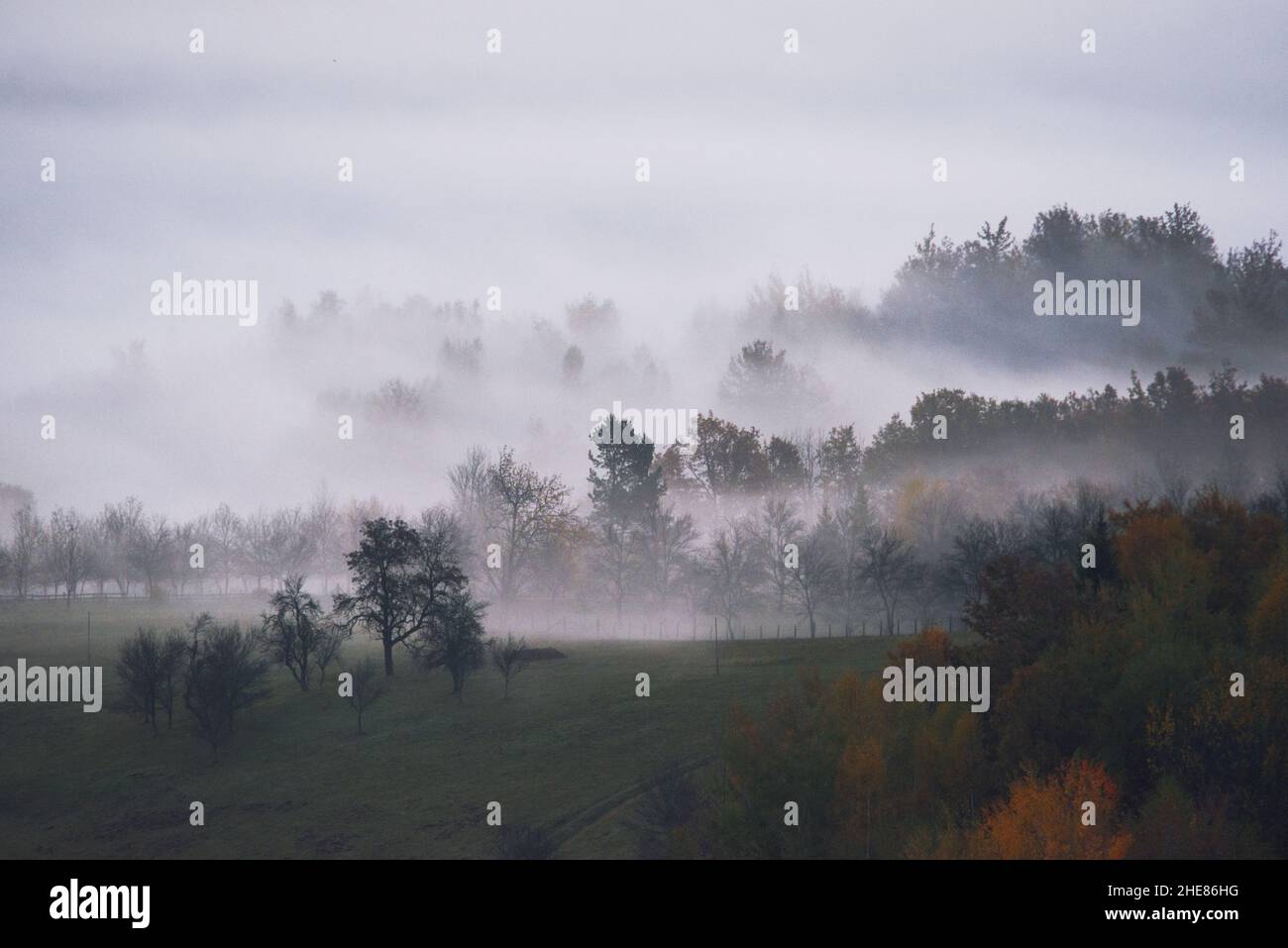Bianco nero Dream Forest umore cupo. Cielo scuro. Legno nella nebbia Foto Stock
