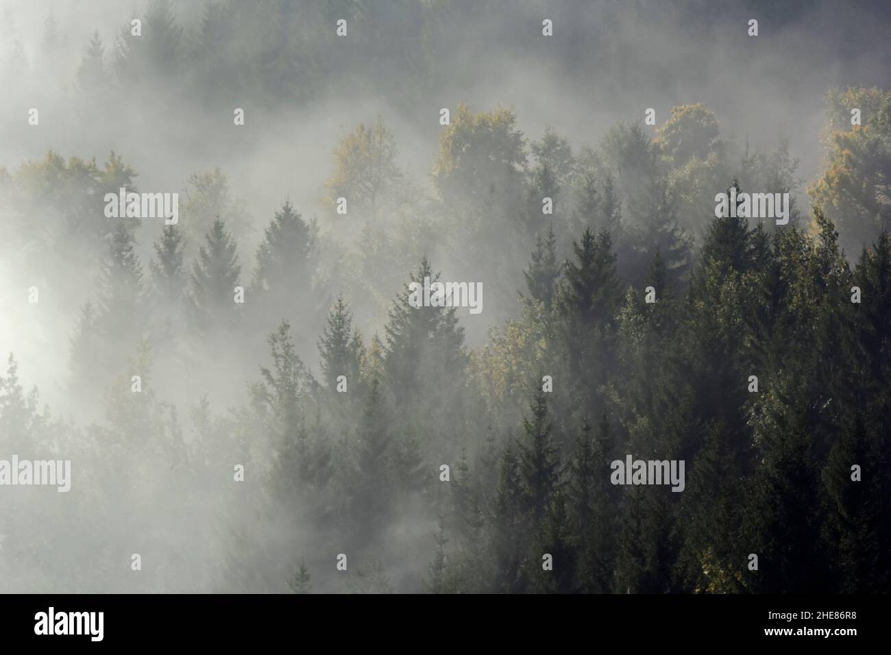 Bianco nero Dream Forest umore cupo. Cielo scuro. Legno nella nebbia Foto Stock