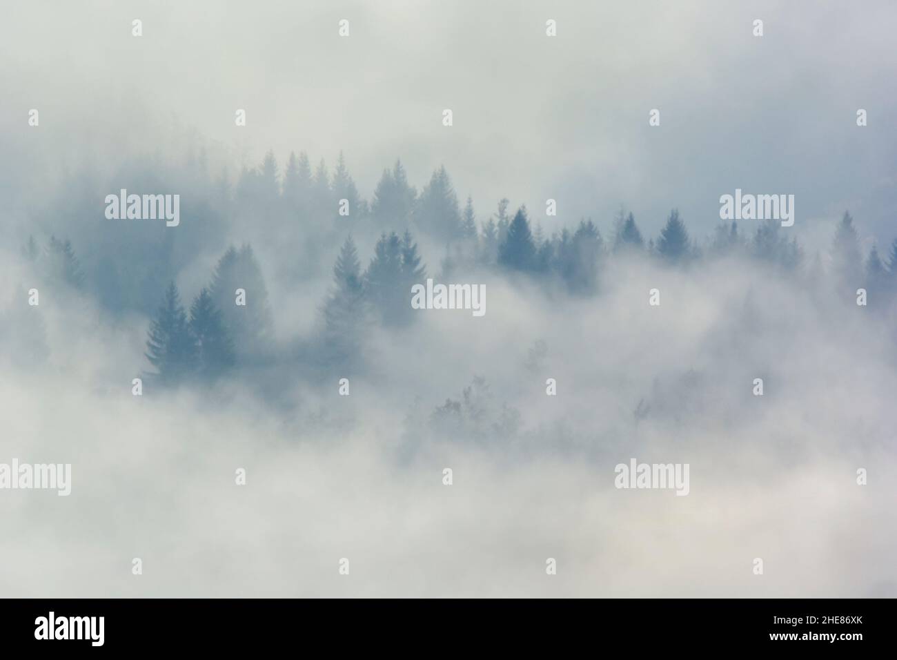 Bianco nero Dream Forest umore cupo. Cielo scuro. Legno nella nebbia Foto Stock