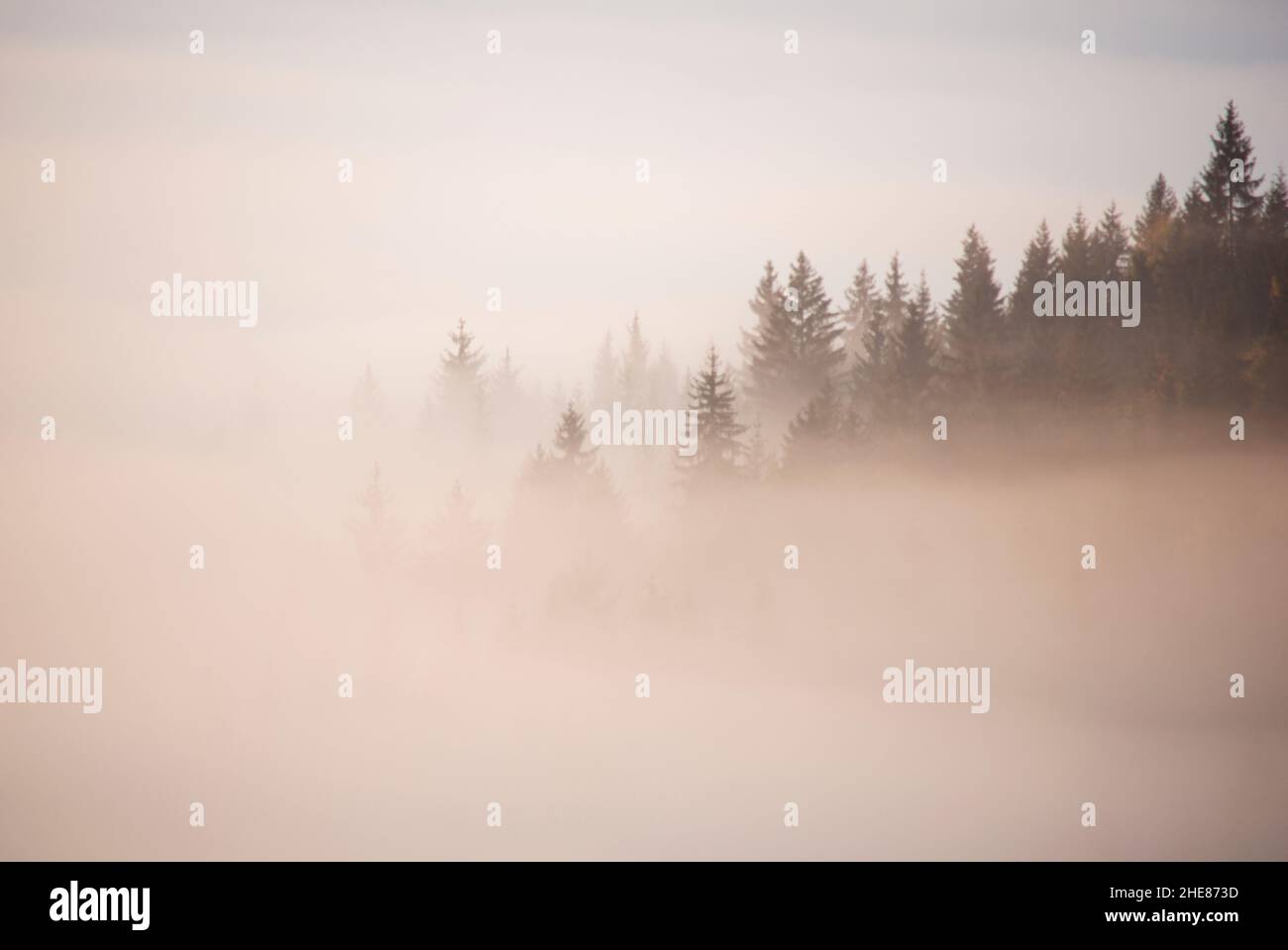 Bianco nero Dream Forest umore cupo. Cielo scuro. Legno nella nebbia Foto Stock
