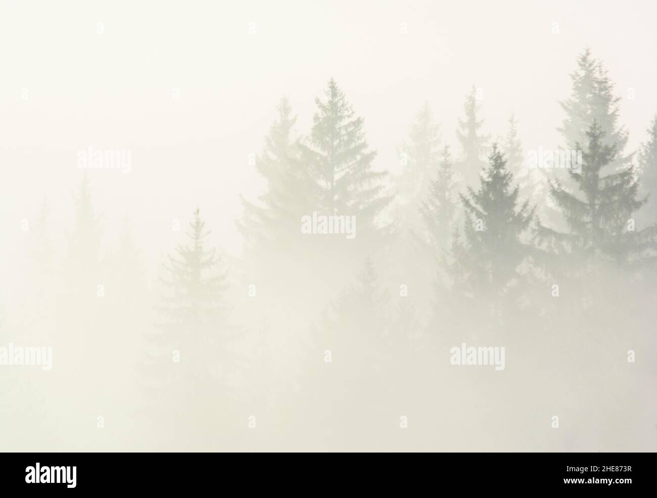 Bianco nero Dream Forest umore cupo. Cielo scuro. Legno nella nebbia Foto Stock