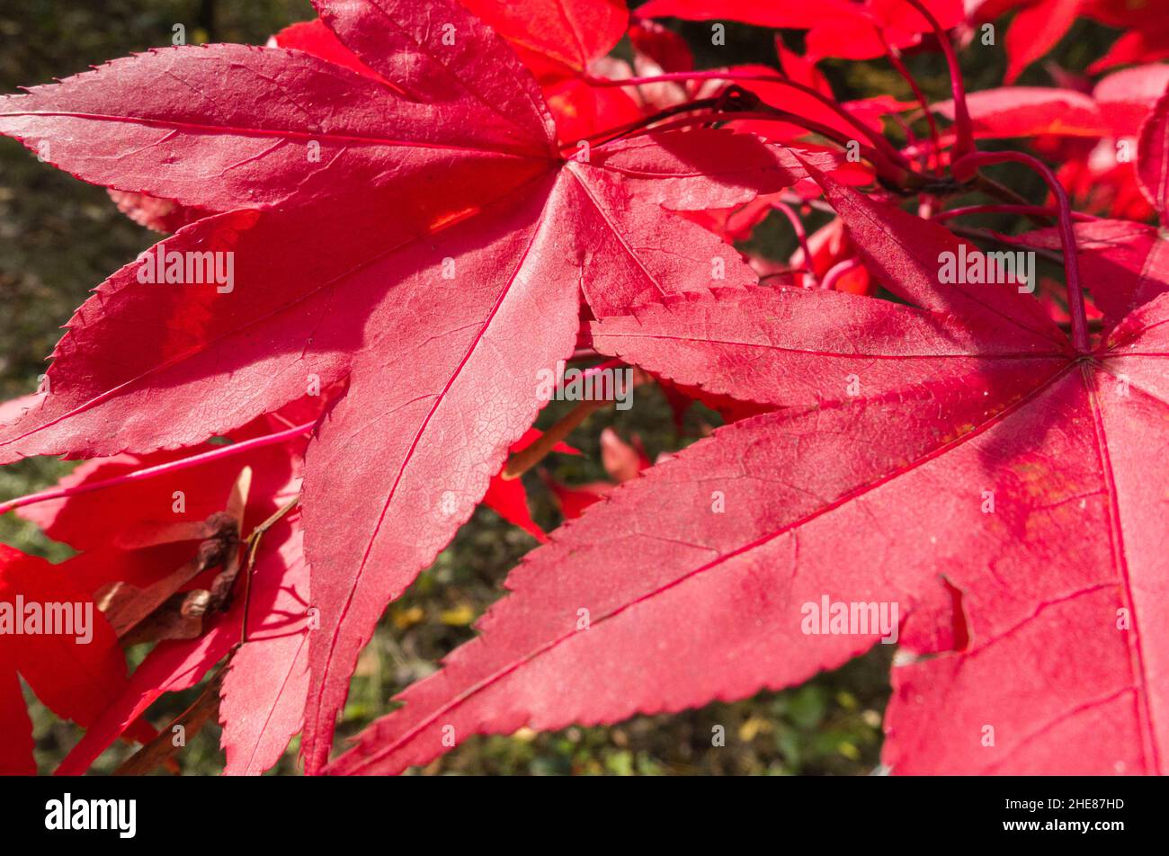 Japanese Maple (Acer palmatum) con le sue peculiari foglie di rosso brillante, Dinmore Herefordshire UK. Novembre 2021. Foto Stock