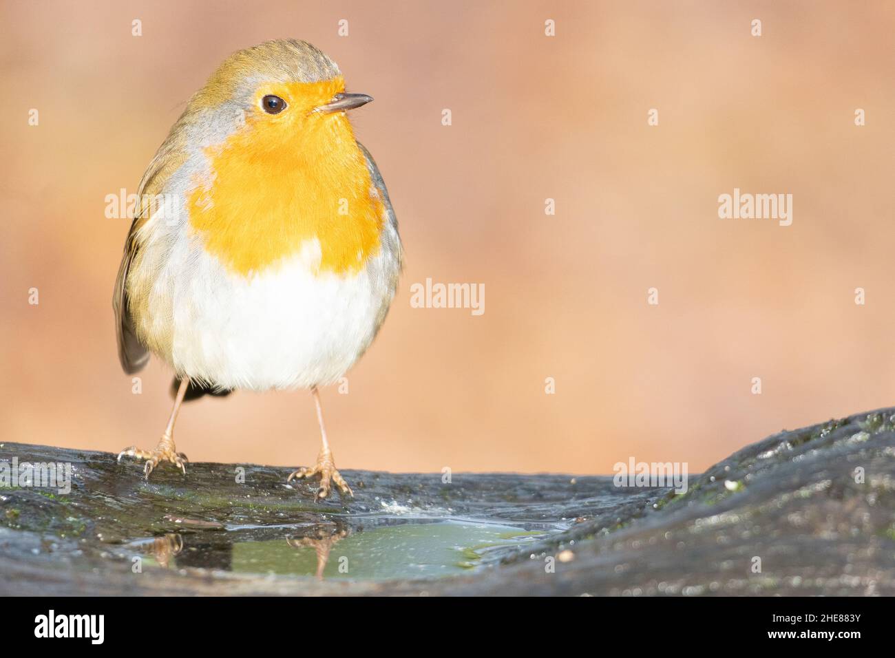 Robin sul Southampton Common Foto Stock