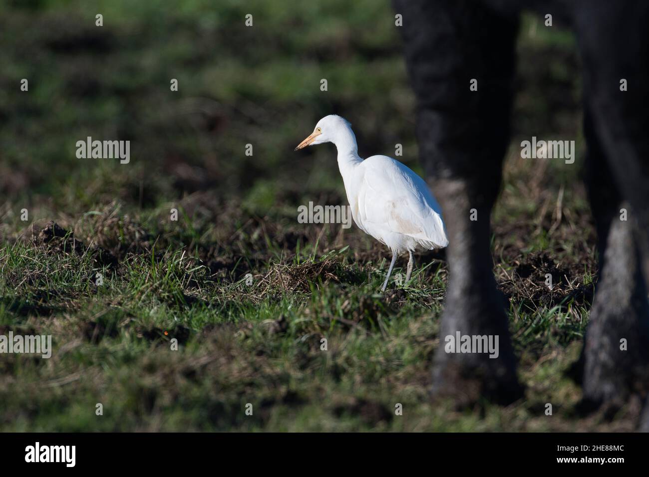 Airone di bestiame (Bubulcus ibis) foraggio ai piedi di una mucca Foto Stock
