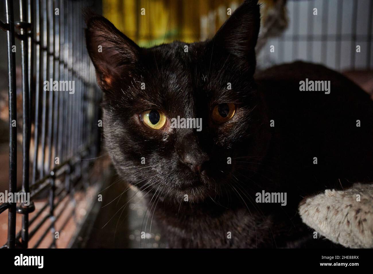 Ritratto di un gatto nero carino fissando lo spettatore con grandi occhi arancioni mentre si siede nella gabbia Foto Stock