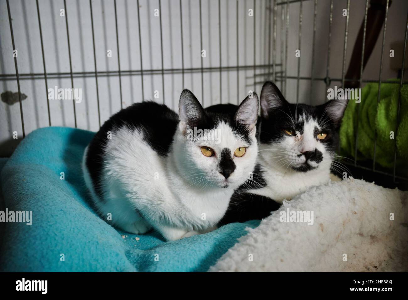 Gatti domestici bianchi e neri con grandi occhi gialli che giacciono nel loro letto in una gabbia a casa Foto Stock