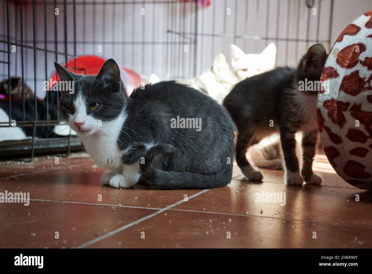 Gruppo di graziosi gatti domestici che si trovano e camminano sul pavimento a casa Foto Stock