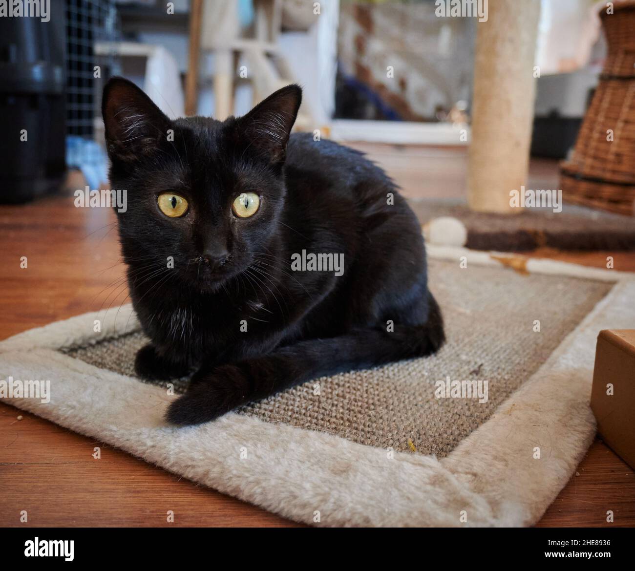 Gatto nero domestico carino con gli occhi gialli grandi che fissano ad una distanza mentre si trova su un piccolo tappeto Foto Stock