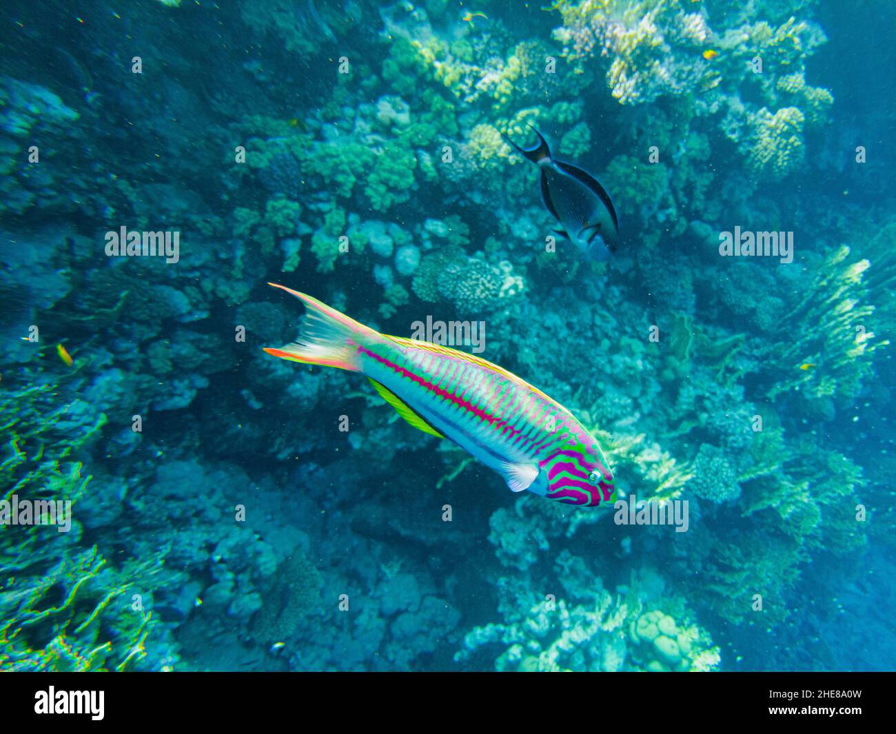 Thalassoma klunzingeri. Colorati pesci tropicali a strisce in Mar Rosso, Egitto. Foto Stock