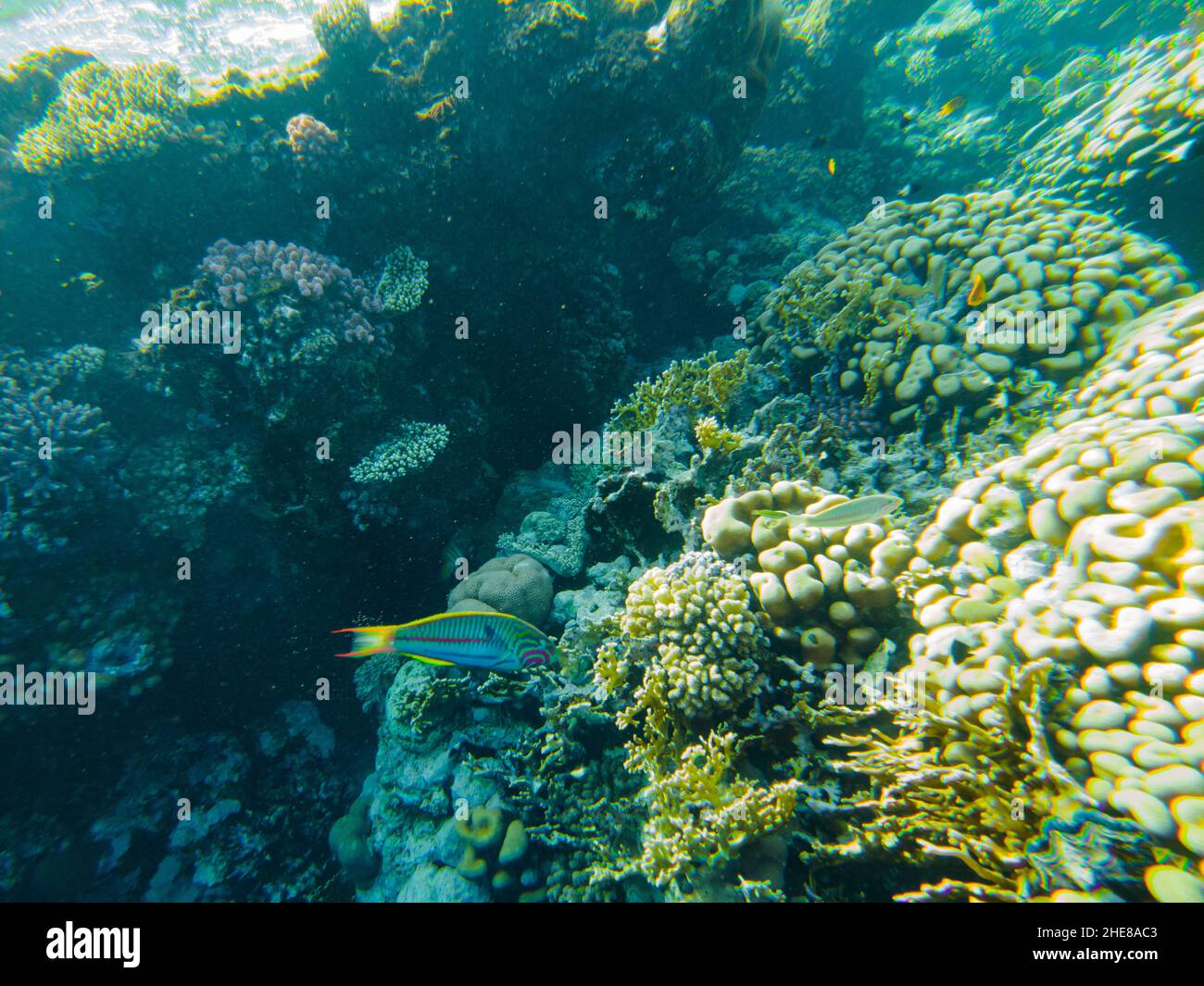 Thalassoma klunzingeri. Colorati pesci tropicali a strisce in Mar Rosso, Egitto. Foto Stock