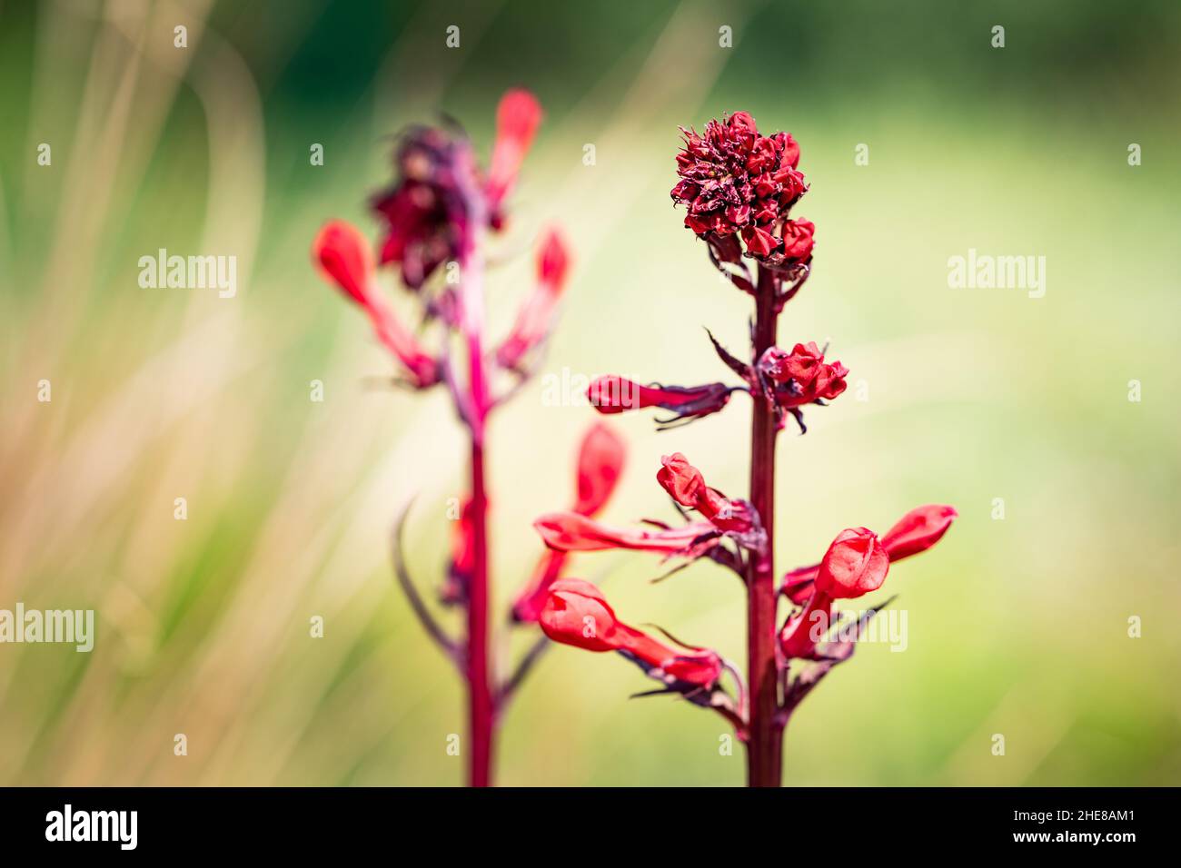 Primo piano di Lobelia tupa che cresce in un campo sotto la luce del sole con uno sfondo sfocato Foto Stock