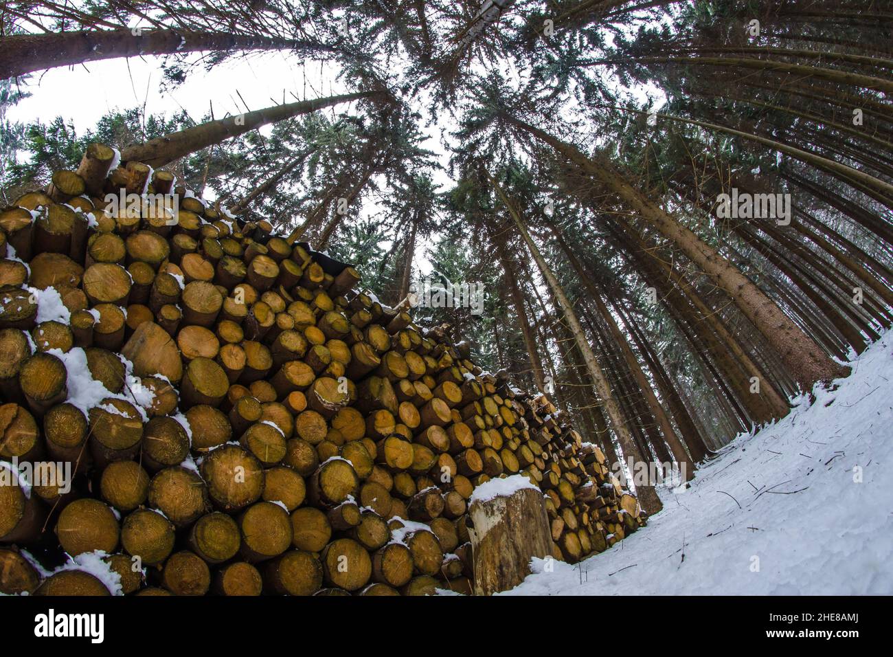 Hromada palivového dřeva v lese přichystaná k odvozu. Foto Stock