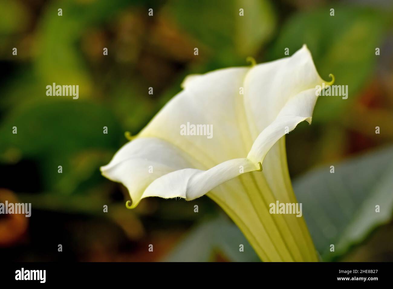Mela di Thorn con fiore bianco al sole del mattino Foto Stock