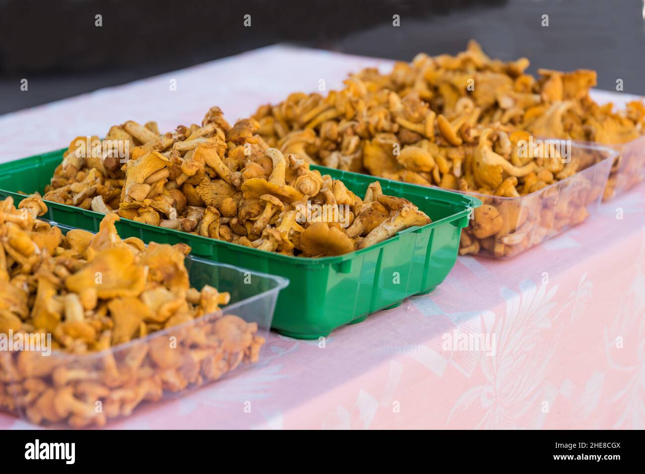 Funghi commestibili Real Chanterelle, cucina vegetariana Foto Stock