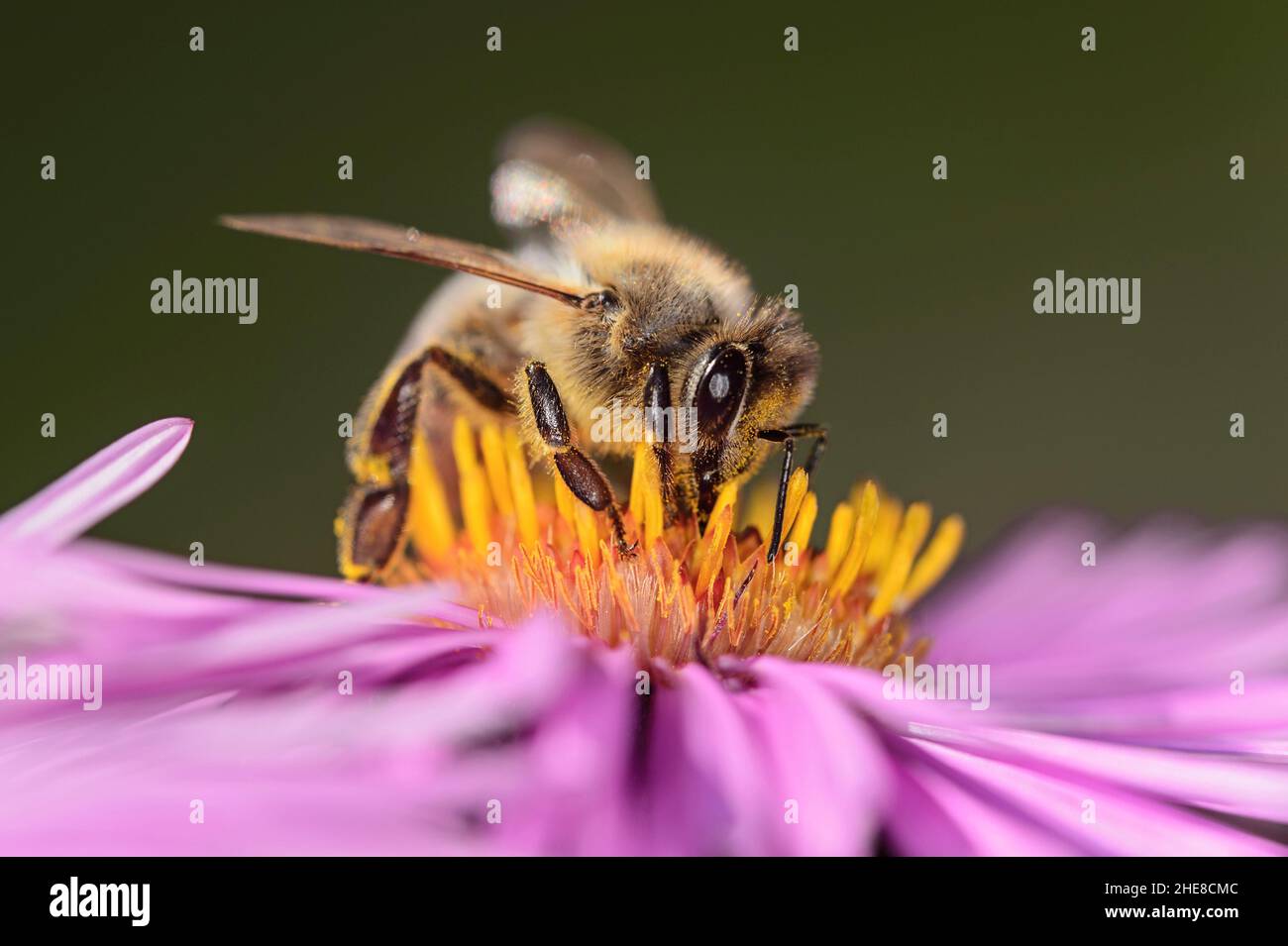 Miele Bee API raccolta Pollen su un fiore di Aster, Vallese, Svizzera Foto Stock