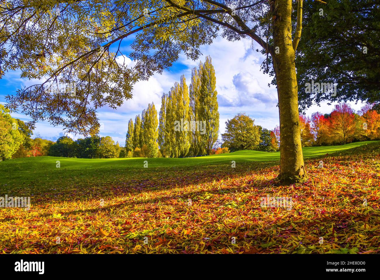 Incredibile giornata autunnale al campo da golf di Calcot, Reading, Berkshire, Regno Unito Foto Stock