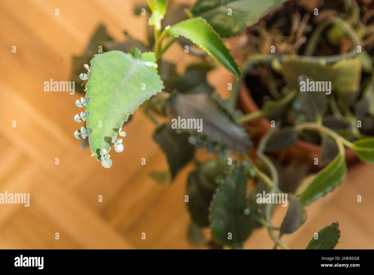 Foglie di allevamento della Kalanchie Daigremontiana - pianta a foglia spessa Foto Stock
