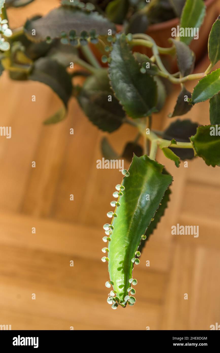 Allevamento foglia della casa Kalanchoe Daigremontiana - Goethe pianta Foto Stock