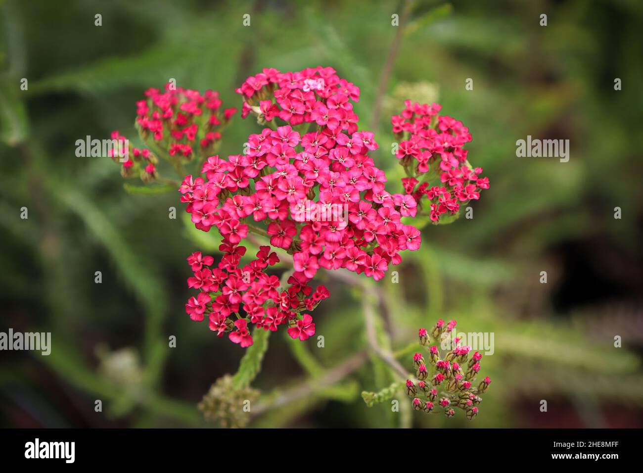 Primo piano di Yarrow pianta fioritura nel giardino Foto Stock