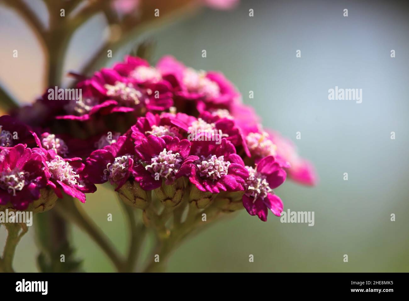 Vista laterale macro di fiori su una pianta di Yarrow Foto Stock